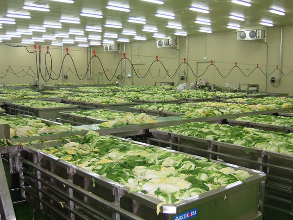 泡菜腌制流水線